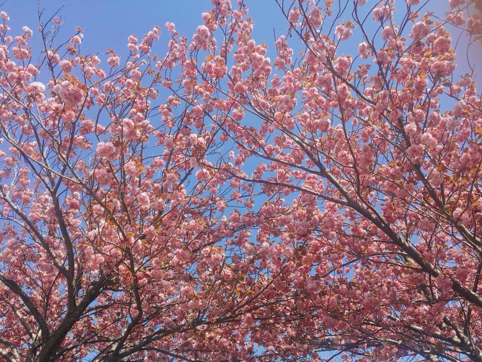 八重桜がきれいです。
